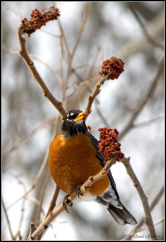 robin-on-sumac-for-web-1.jpg