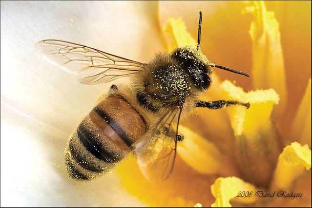 wasp-and-tulip-macro-for-web.jpg