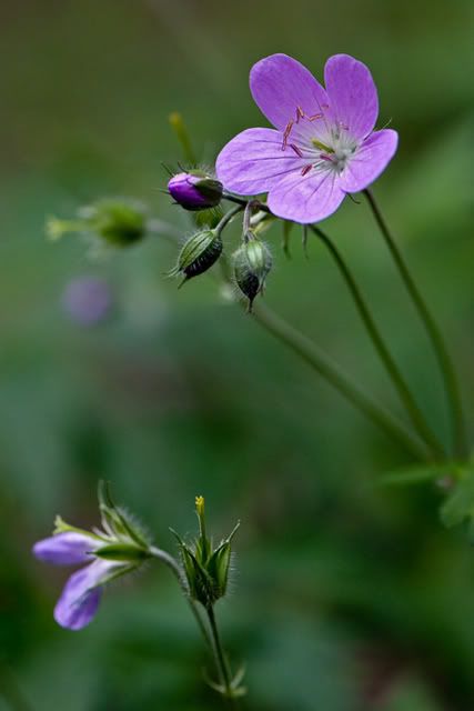 wild-geranium-port-nature-scape.jpg