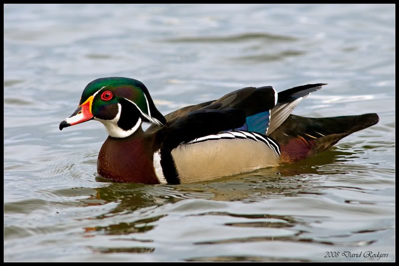 wood-duck-save-for-print.jpg