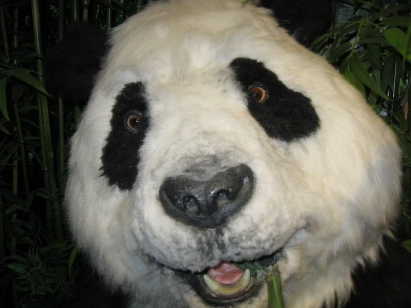 CRAZYPANDA.jpg