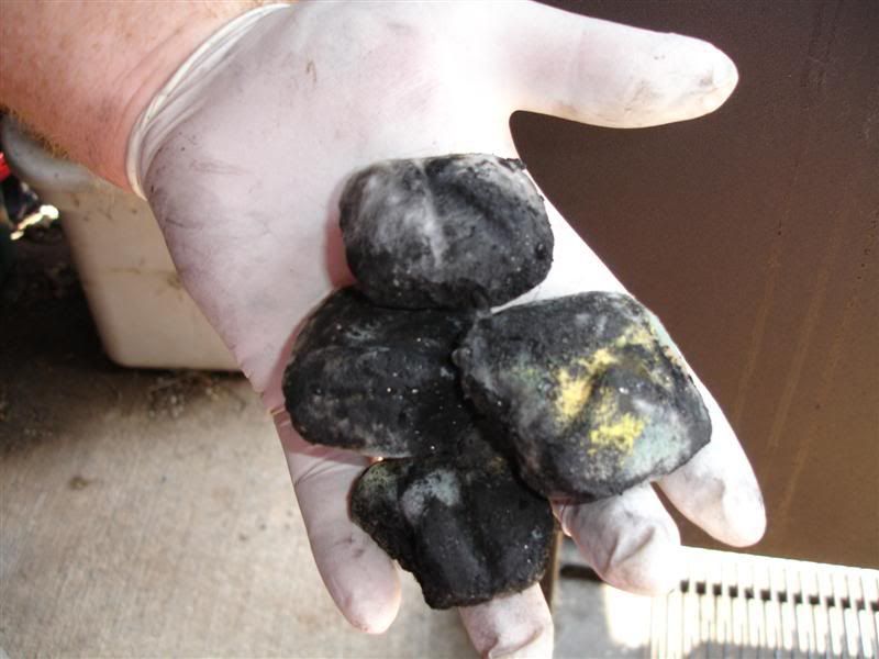 Mold on my charcoal??? The BBQ BRETHREN FORUMS.