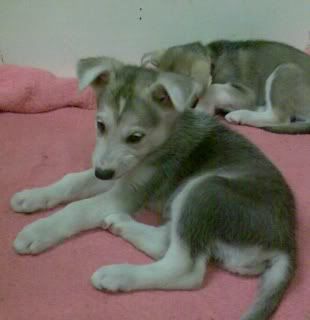 british inuit puppies