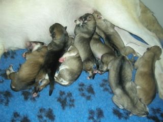 british inuit puppies