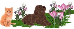 36264iz187xlakq.gif Cat Dog Garden image by HeavensDreams