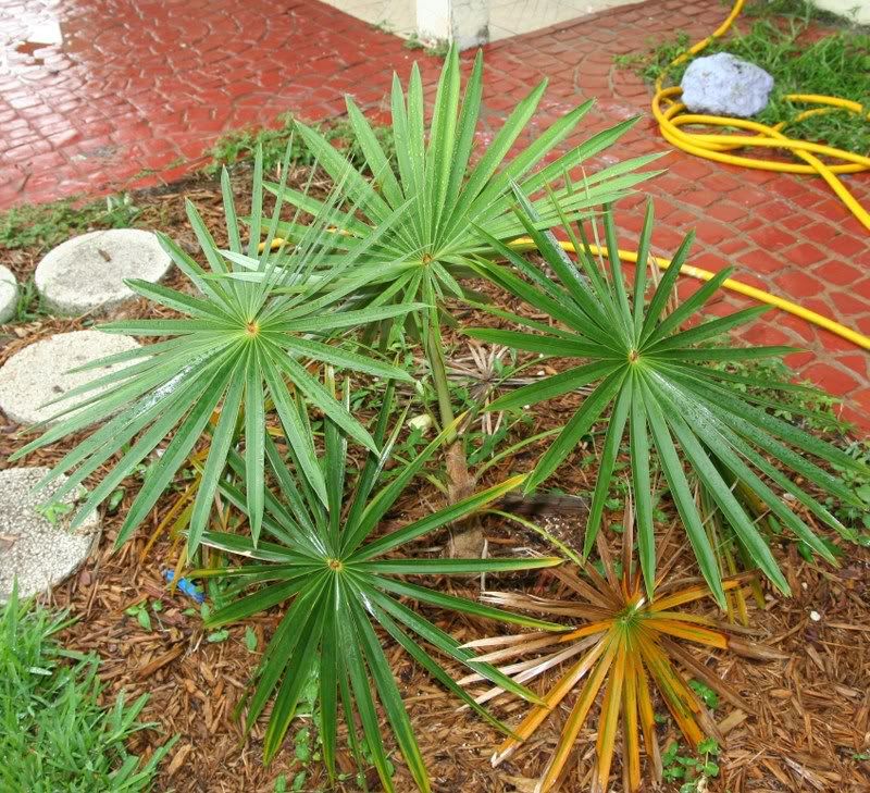 Coccothrinax Miraguama