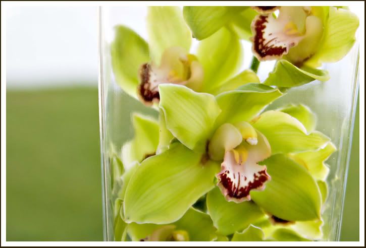 green orchid Pictures, Images and Photos
