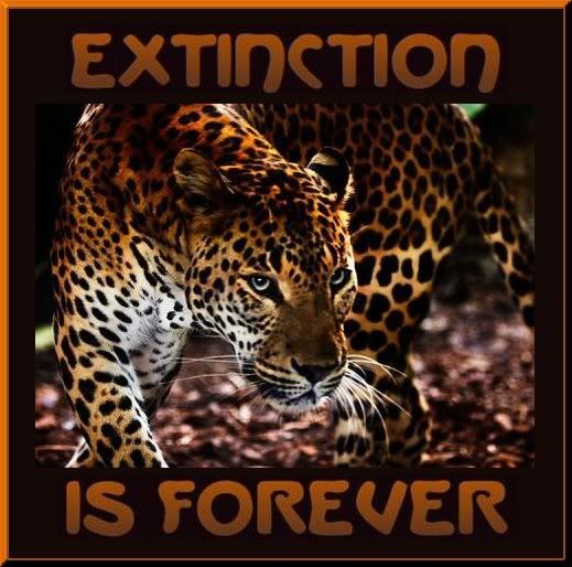 leopardo-extinction.jpg
