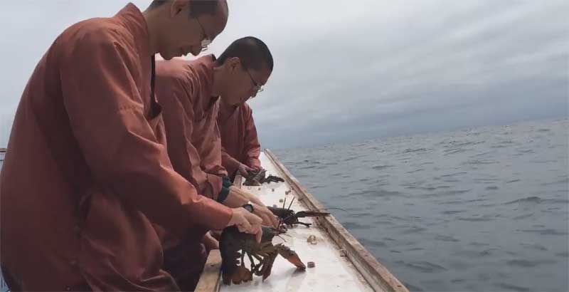 Para bhiksu dari Great Enlightenment Buddhist Institute Society , PPE , Kanada, melakukan fangsheng dengan melepas lobster di samudra, Sabtu (9/7/2016). 