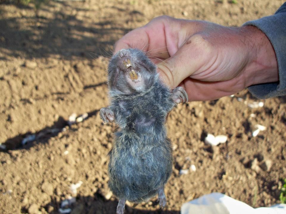 Frozen hose - Homesteading Questions