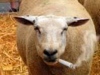 sheep