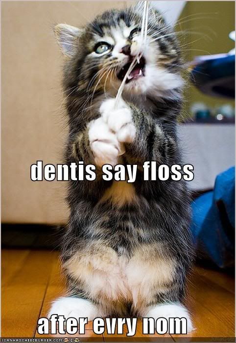 dentists_dream_kitty.jpg