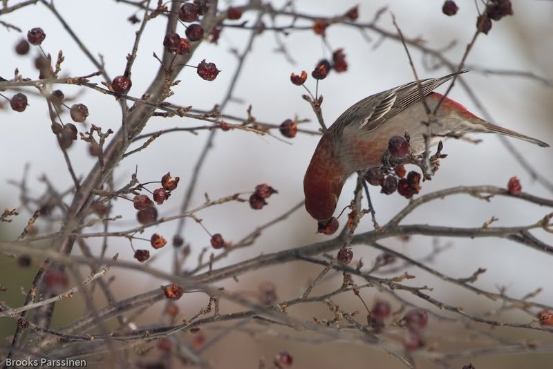 IMAGE: http://i51.photobucket.com/albums/f377/jell-oe2/12-30-07%20birds/CRW_3746.jpg