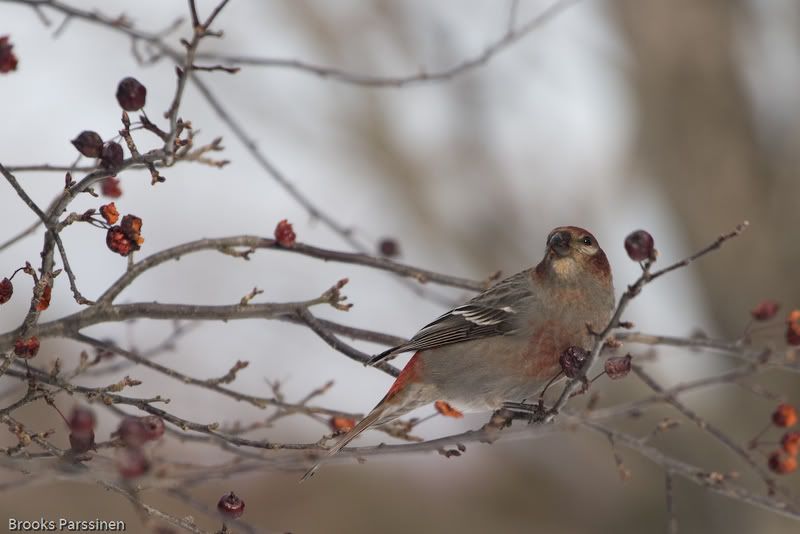 IMAGE: http://i51.photobucket.com/albums/f377/jell-oe2/12-30-07%20birds/CRW_3751.jpg