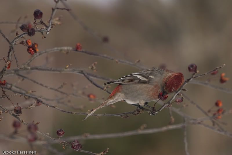 IMAGE: http://i51.photobucket.com/albums/f377/jell-oe2/12-30-07%20birds/CRW_3754.jpg