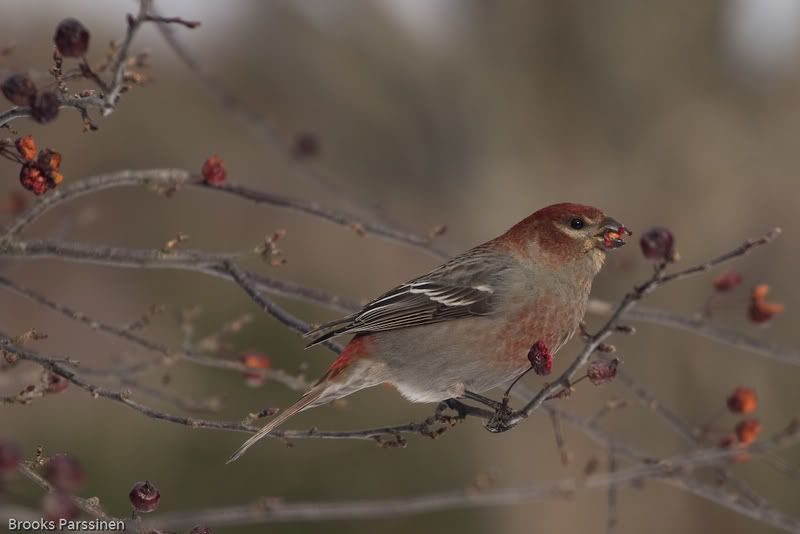 IMAGE: http://i51.photobucket.com/albums/f377/jell-oe2/12-30-07%20birds/CRW_3758.jpg