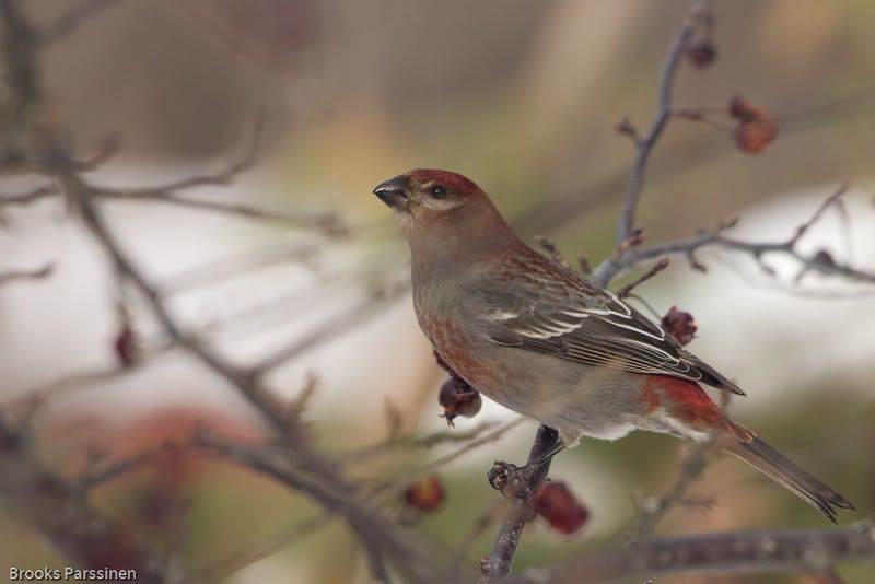 IMAGE: http://i51.photobucket.com/albums/f377/jell-oe2/12-30-07%20birds/CRW_3767.jpg