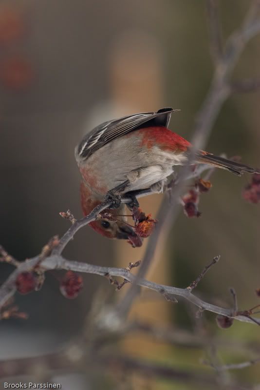 IMAGE: http://i51.photobucket.com/albums/f377/jell-oe2/12-30-07%20birds/CRW_3771.jpg