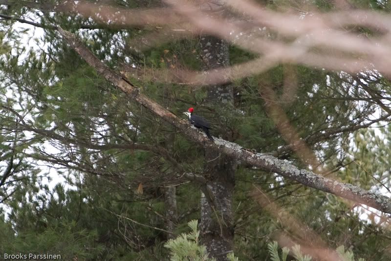 IMAGE: http://i51.photobucket.com/albums/f377/jell-oe2/12-30-07%20birds/CRW_3792.jpg