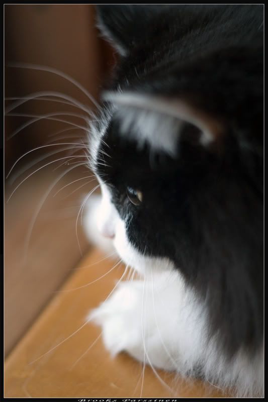 IMAGE: http://i51.photobucket.com/albums/f377/jell-oe2/trixxy/CRW_0042_1copy.jpg