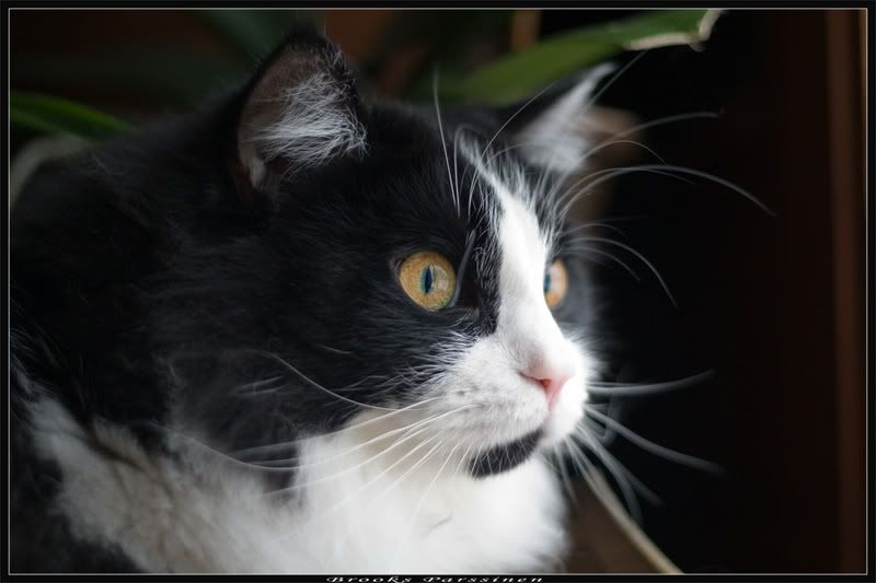 IMAGE: http://i51.photobucket.com/albums/f377/jell-oe2/trixxy/CRW_0048copy.jpg