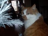100_2036.jpg image by atomictoejam