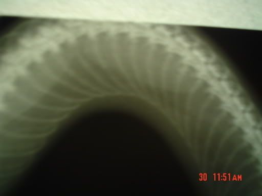bones3.jpg