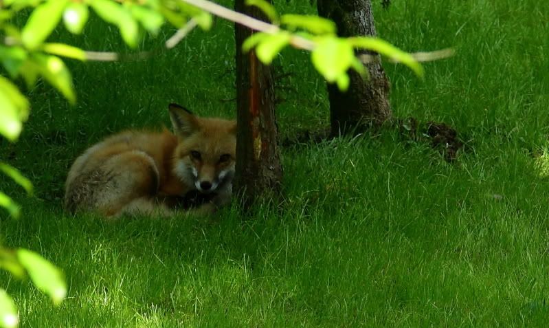 red fox eyes. Red Fox