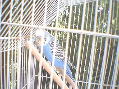 blueblues02.jpg