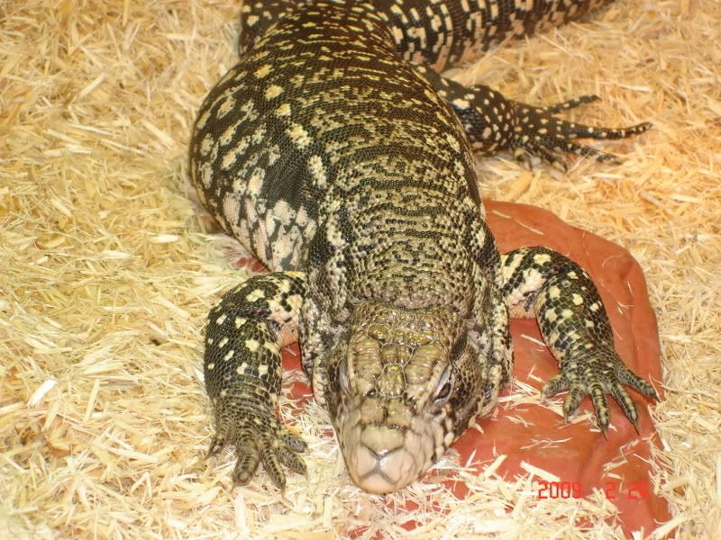 feb24tegu010.jpg