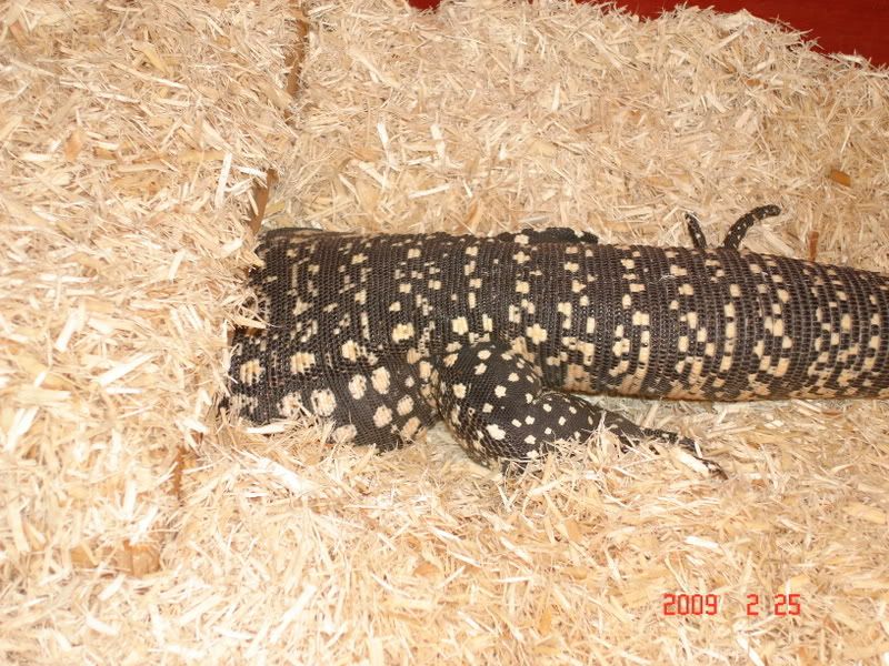 feb24tegu048.jpg