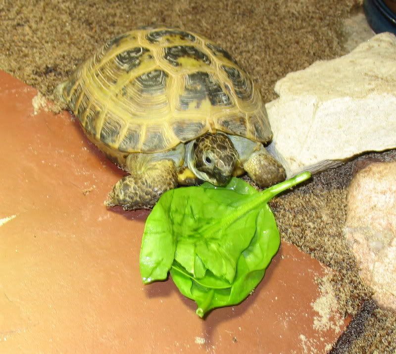 petco and petsmart box turtle care sheet petco