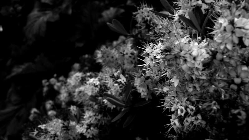 IMAGE: http://i51.photobucket.com/albums/f381/RyanK327/BushBW-1.jpg