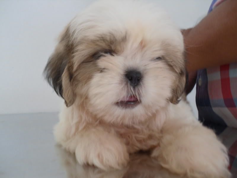 Cheap+shih+tzu+puppies+for+sale+in+virginia