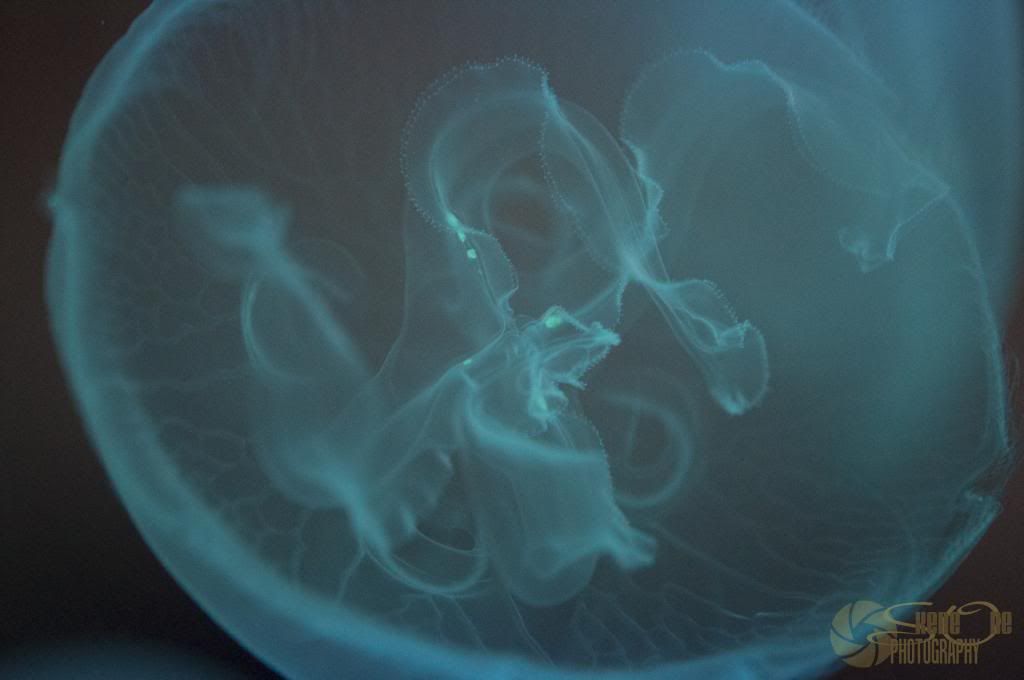 jelly2.jpg