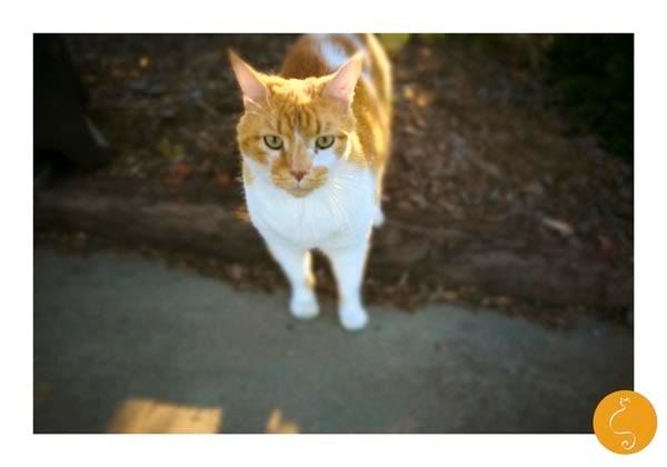 Orange Cat Photo