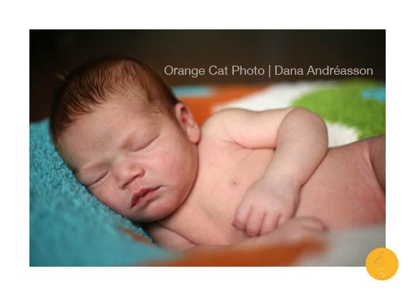 Orange cat photo, children's photographer Hickoryt