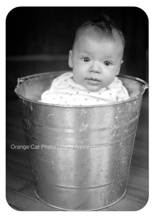 Orange Cat Photo, Hickory Children's Photography