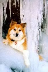 Icelandic Sheepdog