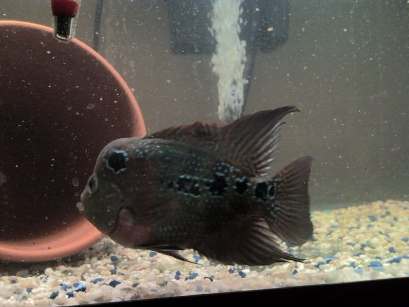 what kind of flowerhorns are these Cichlid Fish Forum