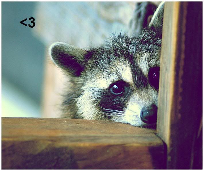 the_peeking_raccoon__by_Evanescent_.jpg