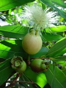 Hồi ức về trái cây xưa :D - 9