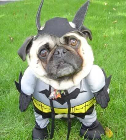 bat-dog.jpg