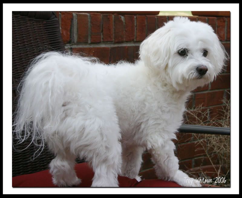 IMAGE: http://i51.photobucket.com/albums/f385/troy7997/Obi_framed_small.jpg