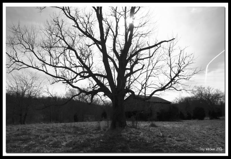 IMAGE: http://i51.photobucket.com/albums/f385/troy7997/grey_tree_framed.jpg