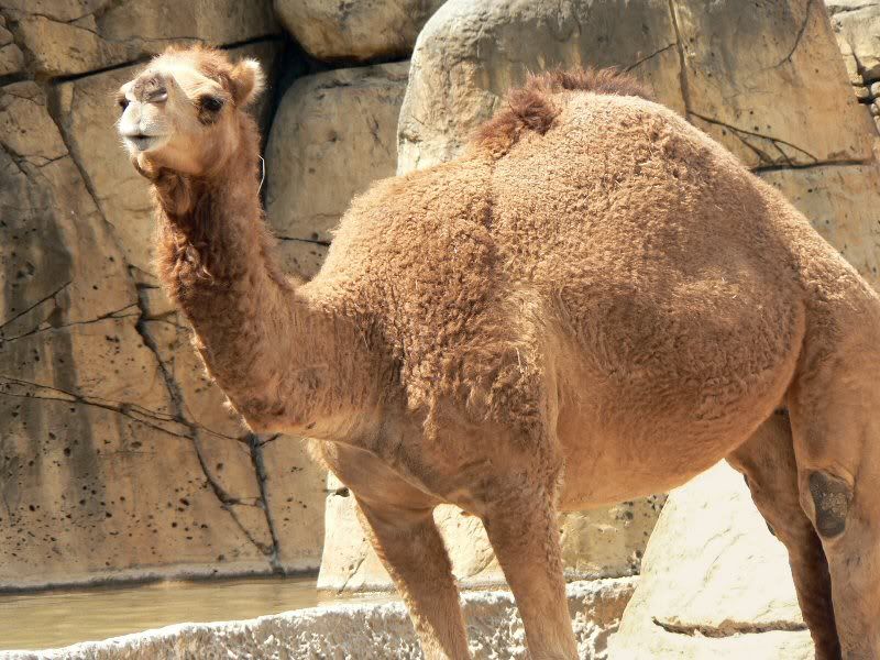 Camel Pictures, Images and Photos