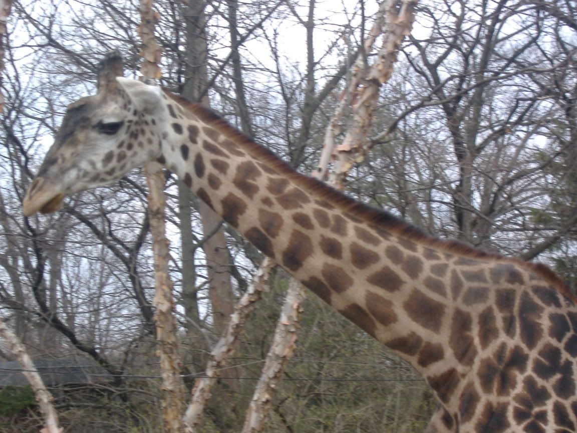 siestakeyandzoo023.jpg giraphe image by ElksKels2011