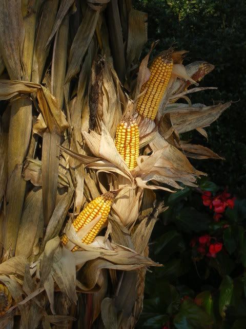 Fall Corn, Collierville Square