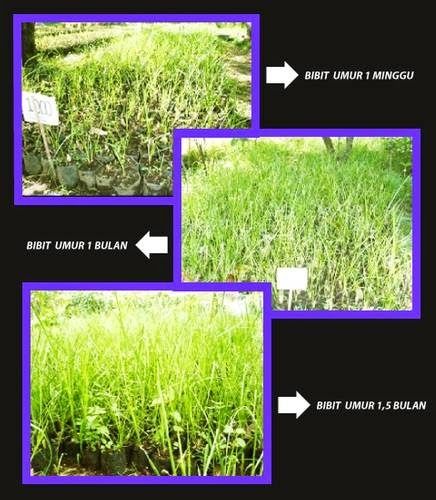 Pertumbuhan vetiver