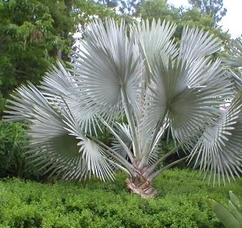 Palem Bismarkia